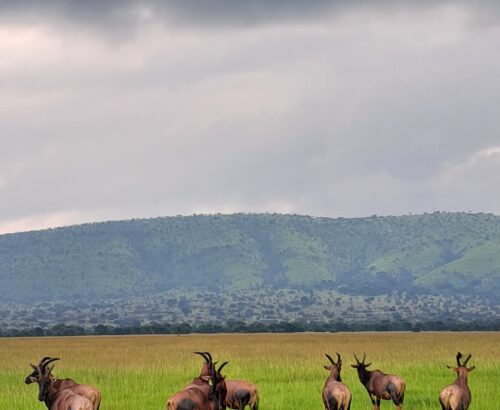 Rwandan wild