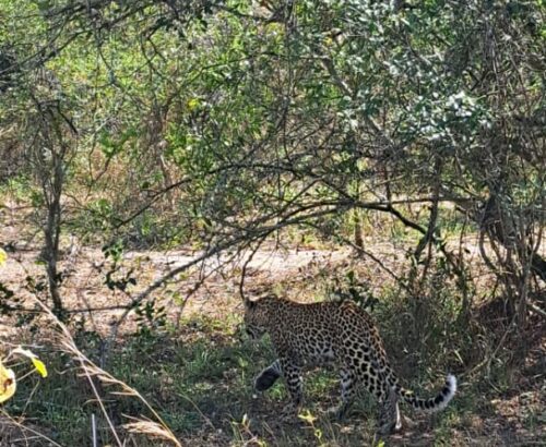 WhatsApp Image 2026-03-14 at 3.28.02 PM (2)