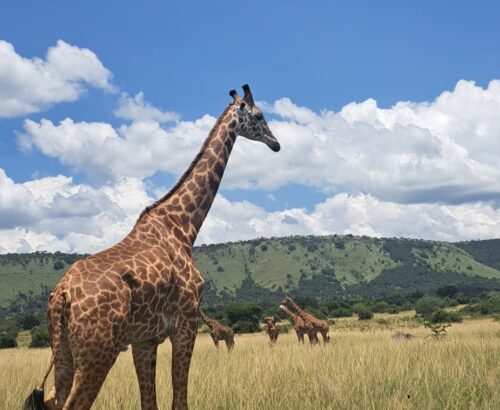 WhatsApp Image 2026-03-14 at 3.28.05 PM (3)