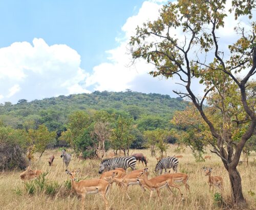 WhatsApp Image 2026-03-14 at 3.28.06 PM (1)