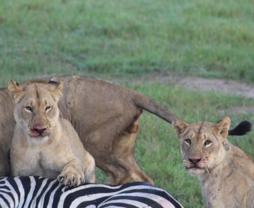 WhatsApp Image 2026-03-14 at 3.28.52 PM (1)