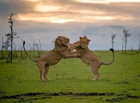 WhatsApp Image 2026-03-14 at 3.28.53 PM (2)