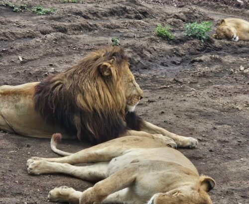 WhatsApp Image 2026-03-14 at 3.28.54 PM (1)