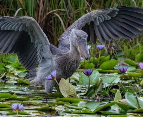 WhatsApp Image 2026-03-14 at 3.29.59 PM (1)