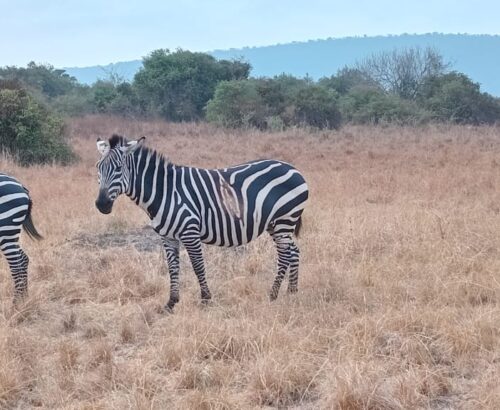 WhatsApp Image 2026-03-14 at 3.30.00 PM