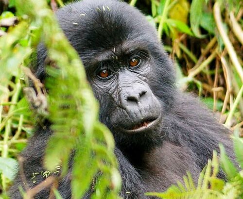 WhatsApp Image 2026-03-14 at 3.33.21 PM (3)